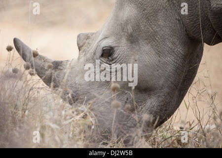 White Rhino (Ceratotherium simum) Foto Stock