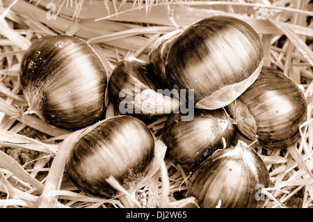 Le castagne giacente a terra seppia Foto Stock