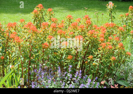 Euforbia Foto Stock