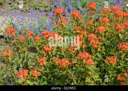 Euforbia Foto Stock