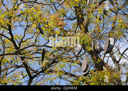 Kentucky coffee tree Foto Stock