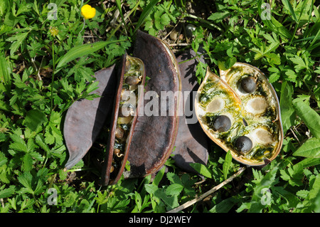 Kentucky coffee tree Foto Stock