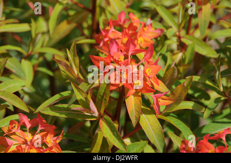 Euforbia Foto Stock