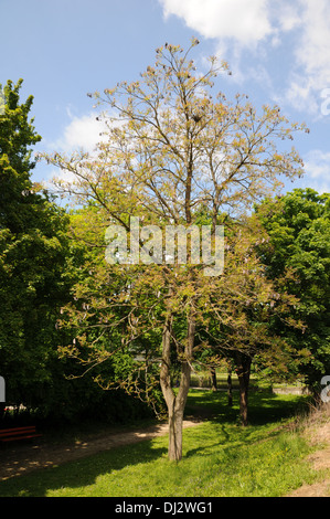 Kentucky coffee tree Foto Stock