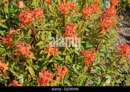 Euforbia Foto Stock