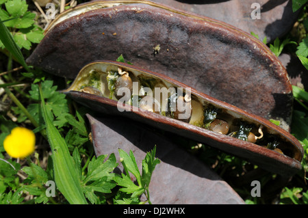 Kentucky coffee tree Foto Stock