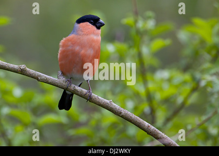 Bullfinch maschio, Pyrrhula pyrrhula Foto Stock