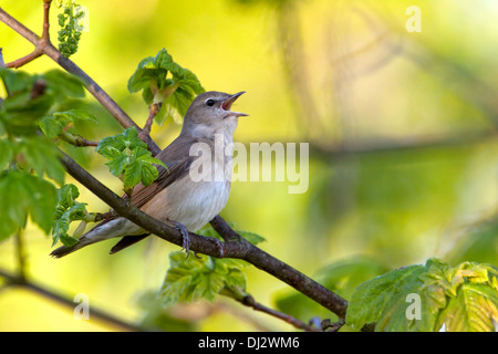 Giardino trillo, Sylvia borin Foto Stock