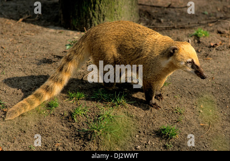 South American coati, ring-tailed coati (Nasua nasua), Nasenbär, Südamerikanischer Nasenbär (Nasua nasua) Foto Stock