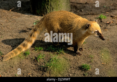 Sud Americana coati, anello-tailed coati (Nasua nasua), Nasenbär, Südamerikanischer Nasenbär (Nasua nasua) Foto Stock