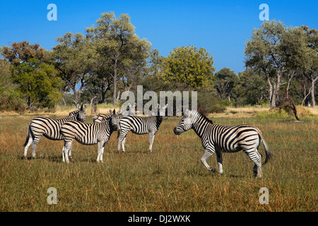 Una mandria di zebre aggirava nei pressi di Camp Eagle Island Camp da Orient Express , al di fuori della Moremi Game Reserve in Botswana. Chobe Foto Stock