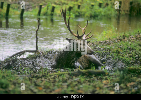Il cervo (Cervus elaphus) nel sguazzi, Rothirsch in der Suhle, Rothirsch (Cervus elaphus) Foto Stock