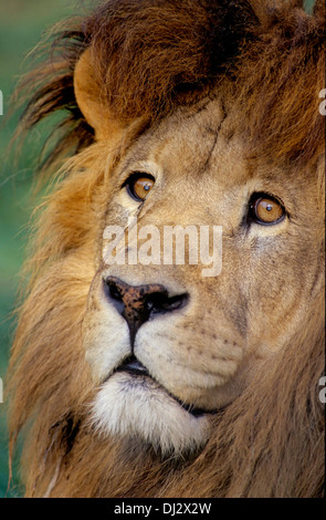 Lion (Panthera leo), bello lion, Löwe (Panthera leo), stattlicher Löwe Foto Stock