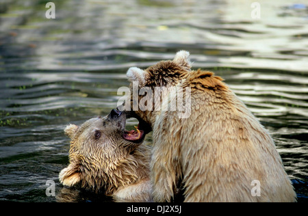 Siro l'orso bruno (Ursus arctos syriacus) lottando in acqua, im Wasser kämpfend, Syrischer Braunbär Foto Stock