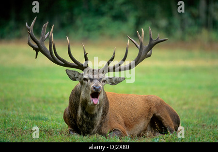 Il cervo (Cervus elaphus) i solchi stagione urlando,, Rothirsch (Cervus elaphus), Rothirsch zur Brunftzeit schreiend, Foto Stock