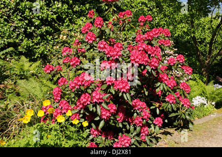 Rhododendron Nova Zembla Foto Stock