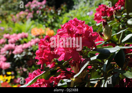 Rhododendron Nova Zembla Foto Stock