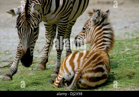 Le pianure zebra (Equus quagga), (Equus burchelli), comune zebra Burchell, la zebra, Grant-Zebra Fohlen, Steppenzebra, Pferdezebra Foto Stock