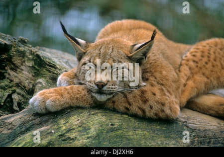 Eurasian (Lynx Lynx lynx), Europäischer Luchs, Eurasischer Luchs (Lynx lynx) Foto Stock