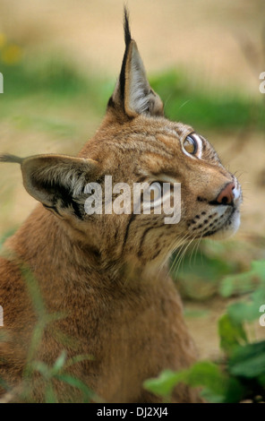 Eurasian (Lynx Lynx lynx), Europäischer Luchs, Eurasischer Luchs (Lynx lynx) Foto Stock