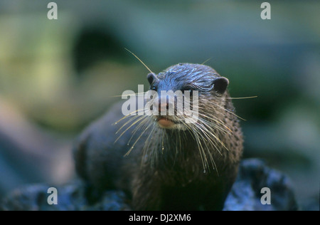 Oriental piccoli artigli lontra (Aonyx cinerea), Asian piccoli artigli lontra, Zwergotter (Aonyx cinerea), Kurzkrallenotter Foto Stock
