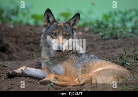 Lupo europeo, lupo (Canis lupus), europäischer Wolf, Lupo (Canis lupus), grigio Lupo Lupo grigio Foto Stock