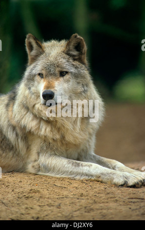 Valle di Mackenzie lupo (Canis lupus occidentalis), legname canadese Wolf, Mackenzie-Wolf (Canis lupus occidentalis) Foto Stock