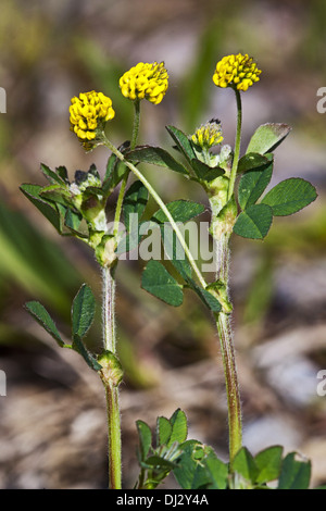 Minor Hop, Trifoglio Trifolium dubium Foto Stock