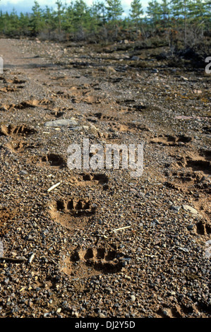 Footprint dell'orso bruno, l'orso bruno (Ursus arctos), Fußspur des Braunbärs, Braunbär (Ursus arctos) Foto Stock