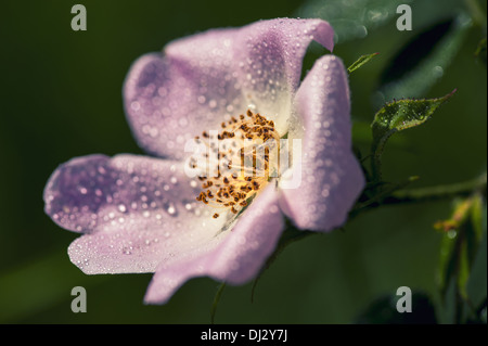 Anemone rosa con gocce d'acqua Foto Stock