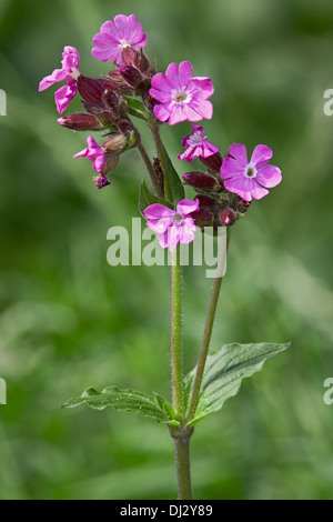 Red Campion, Silene dioica Foto Stock