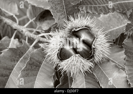 Mature le castagne in bianco e nero Foto Stock