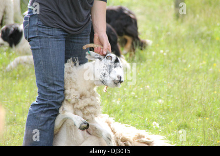 Una pecora scozzese Foto Stock