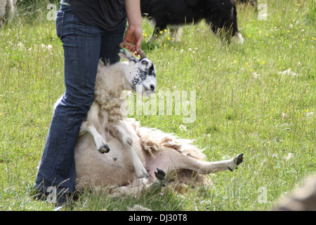 Una donna con una pecora Foto Stock