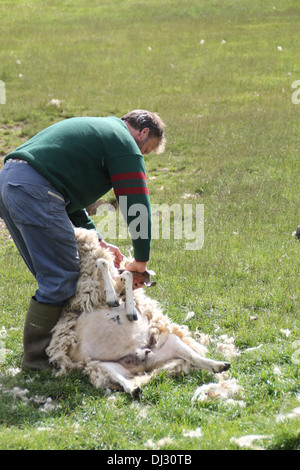 Un tagliatore di pecore Foto Stock