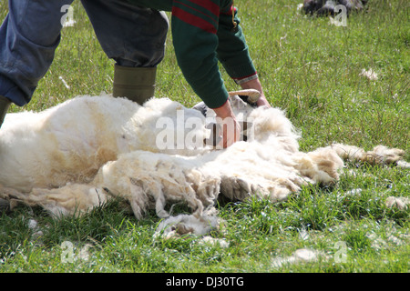 Un tagliatore di pecore Foto Stock