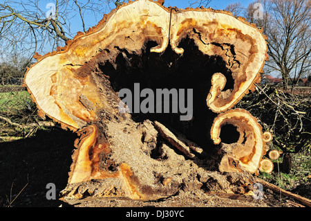 Vecchio Poplar Tree sul terreno Foto Stock