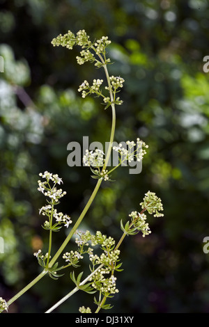 Montante bedstraw, Galium mollugo Foto Stock