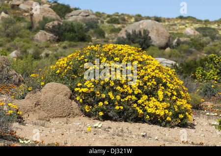 Giallo-fioritura arbusto di Skaapbos Foto Stock