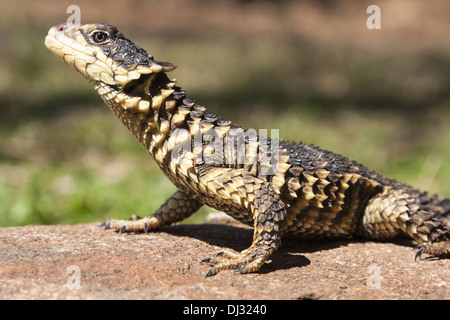 Giant cinto Lizard (Cordylus giganteus) Foto Stock
