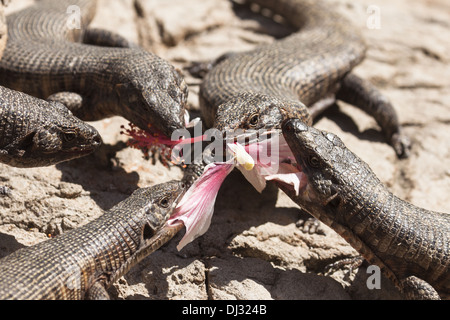 Rocce lucertola placcato (Gerrhosaurus validus) Foto Stock