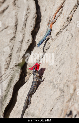 Rocce lucertola placcato (Gerrhosaurus validus) Foto Stock