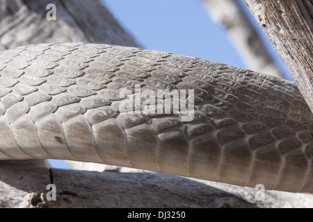 Black Mamba (Dendroaspis polylepis) Foto Stock