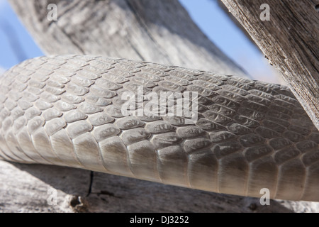 Black Mamba (Dendroaspis polylepis) Foto Stock