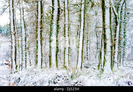 Coperta di neve alberi in inverno vicino Arlington, DEVON REGNO UNITO Foto Stock