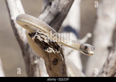 Black Mamba (Dendroaspis polylepis) Foto Stock