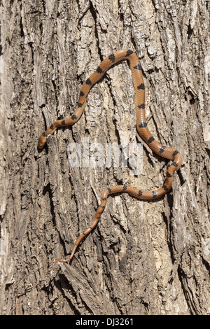 Boomslang (Dispholidus typus) Foto Stock