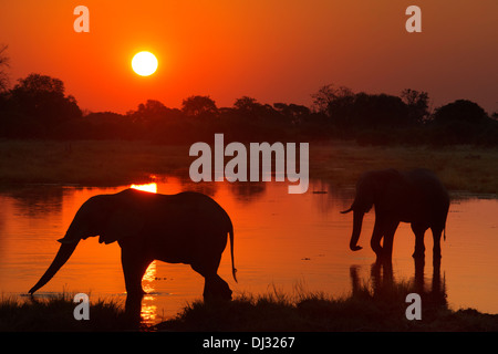 Tramonto con due elefanti attraversando una zona allagata vicino al camp Khwai River Lodge da Orient Express in Botswana, Moremi. Foto Stock