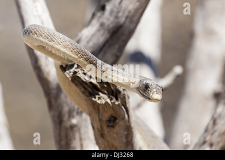 Black Mamba (Dendroaspis polylepis) Foto Stock