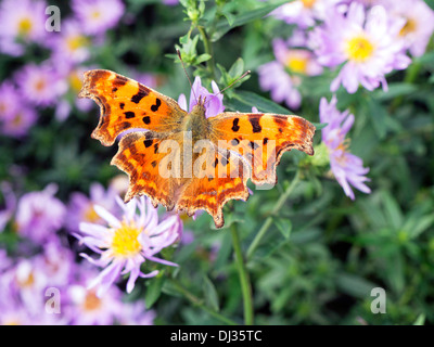 Virgola farfalla sui fiori aster Foto Stock